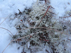 Этот мох ягель олени выкапывают из-под снега и едят